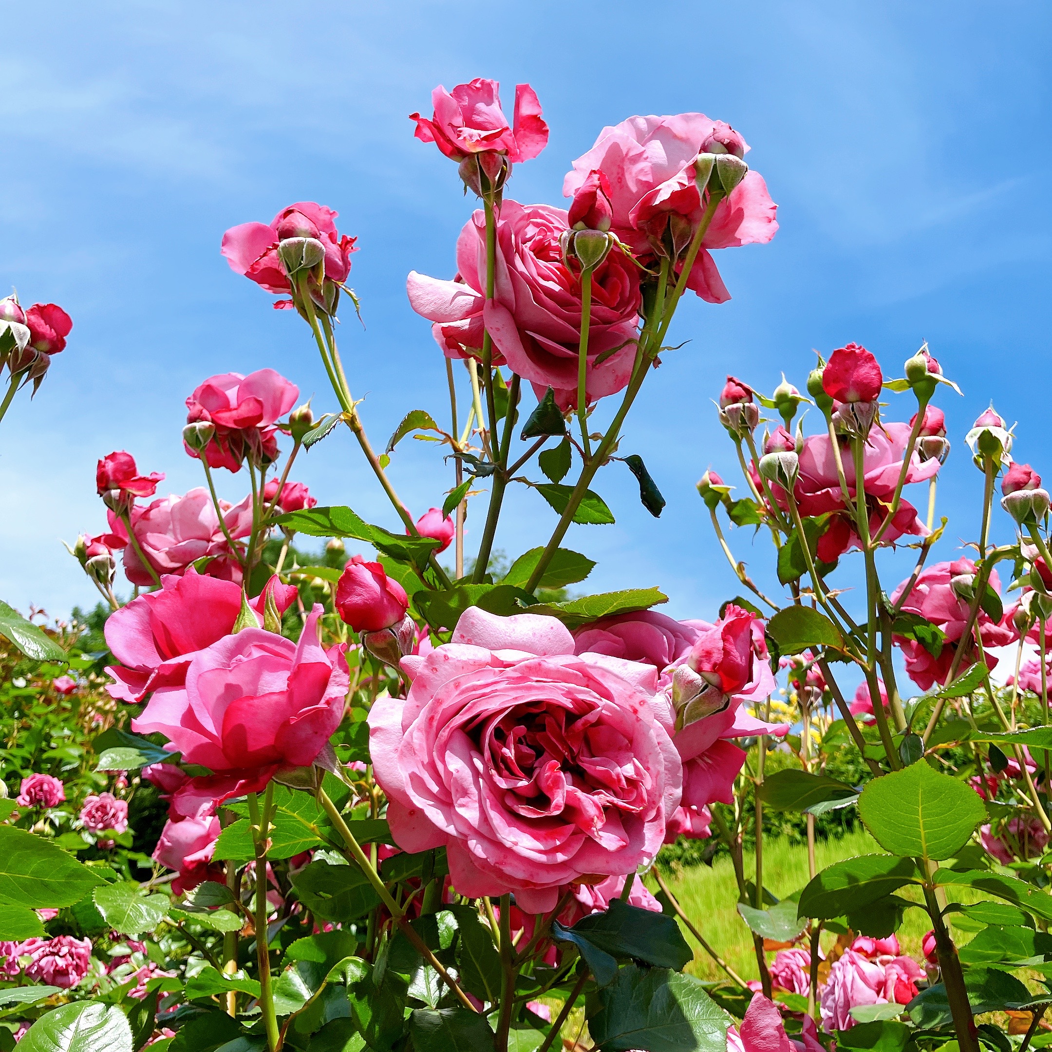 朝比野文雄　10号薔薇 これであなたもバラ博士🎓 バラの豆知識紹介コーナー！ 第4弾の