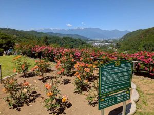 愛の庭　アンネのバラ　中央アルプス